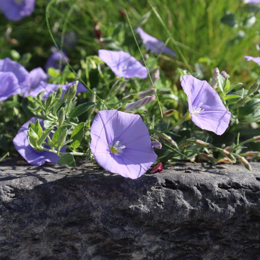 plantes-vivaces-convolvulus-sabatius-liseron-de-mauritanie-en-vente-pepiniere-lepage-