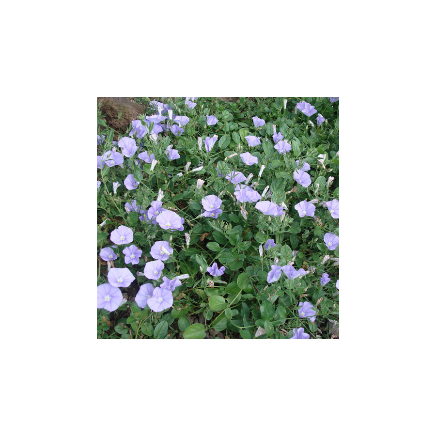 plantes-vivaces-convolvulus-sabatius-liseron-de-mauritanie-en-vente-pepiniere-lepage-