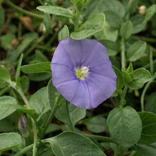 plantes-vivaces-convolvulus-sabatius-liseron-de-mauritanie-en-vente-pepiniere-lepage-