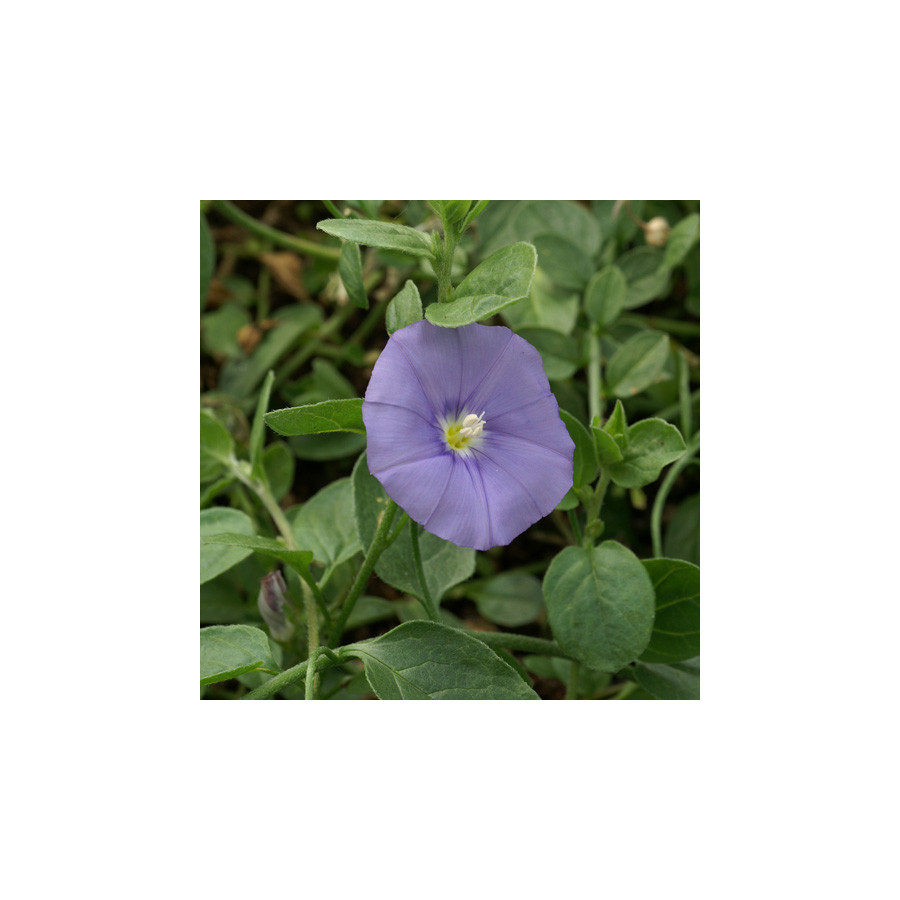 plantes-vivaces-convolvulus-sabatius-liseron-de-mauritanie-en-vente-pepiniere-lepage-