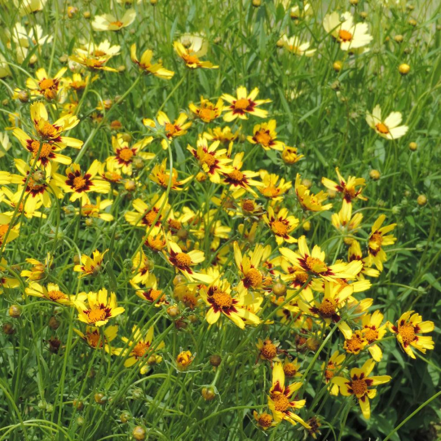 plantes-vivaces-coreopsis-cosmic-eye-coreopsis-en-vente-pepiniere-lepage-