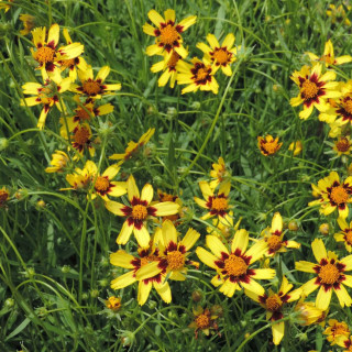 plantes-vivaces-coreopsis-cosmic-eye-coreopsis-en-vente-pepiniere-lepage-