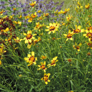 plantes-vivaces-coreopsis-cosmic-eye-coreopsis-en-vente-pepiniere-lepage-