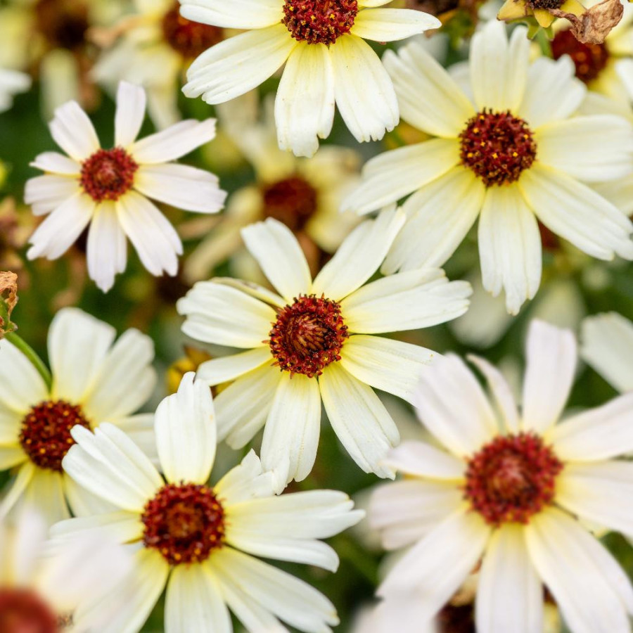 COREOPSIS 'Fool's Gold'