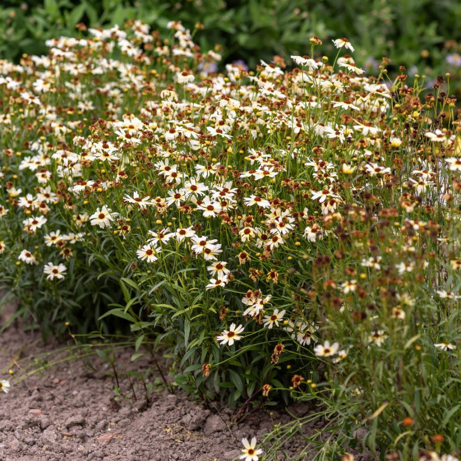 COREOPSIS 'Fool's Gold'
