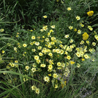 plantes-vivaces-coreopsis-full-moon-R-coreopsis-en-vente-pepiniere-lepage-