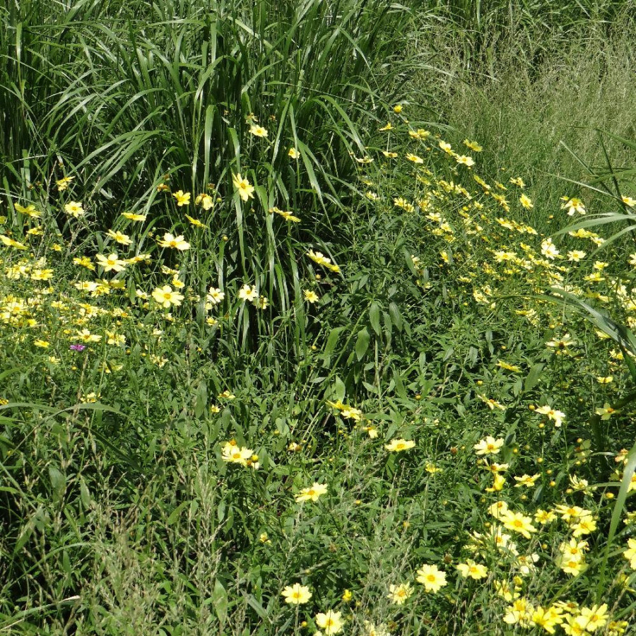 plantes-vivaces-coreopsis-full-moon-R-coreopsis-en-vente-pepiniere-lepage-