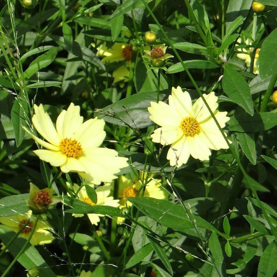 plantes-vivaces-coreopsis-full-moon-R-coreopsis-en-vente-pepiniere-lepage-
