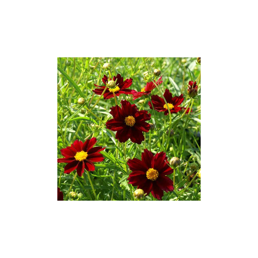plantes-vivaces-coreopsis-mercury-rising-coreopsis-en-vente-pepiniere-lepage-