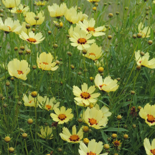 plantes-vivaces-coreopsis-redshift-coreopsis-en-vente-pepiniere-lepage-