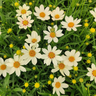 plantes-vivaces-coreopsis-star-cluster-coreopsis-en-vente-pepiniere-lepage-