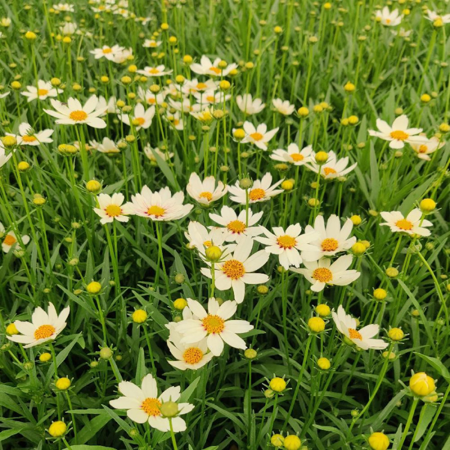 plantes-vivaces-coreopsis-star-cluster-coreopsis-en-vente-pepiniere-lepage-