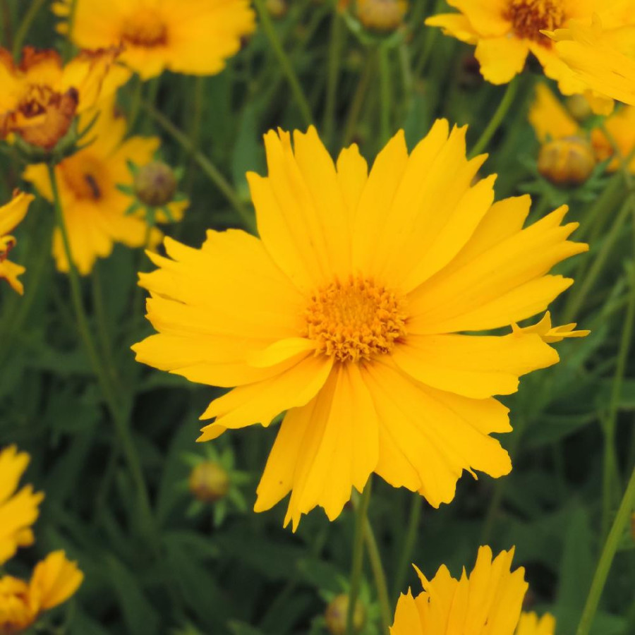 Plantes Vivaces COREOPSIS auriculata - Coréopsis auriculé en vente - Pépinière Lepage .