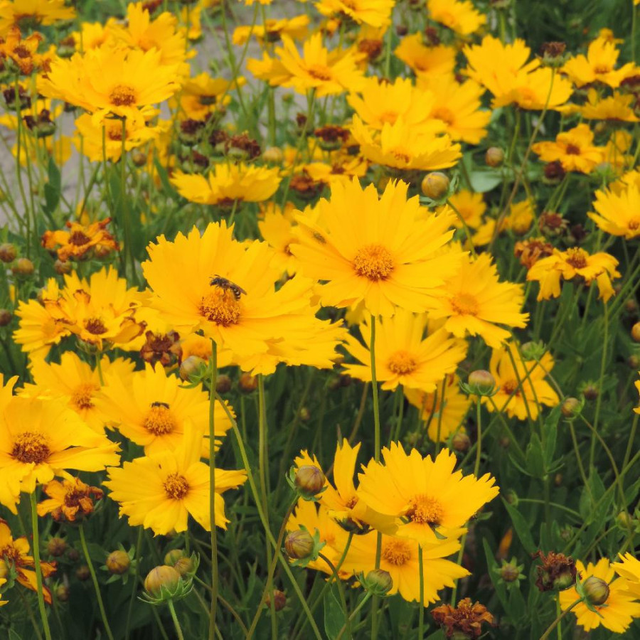 Plantes Vivaces COREOPSIS auriculata - Coréopsis auriculé en vente - Pépinière Lepage .