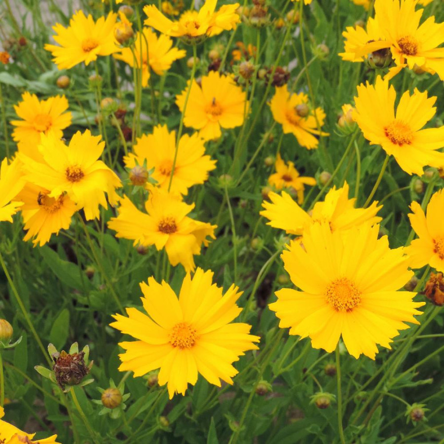 Plantes Vivaces COREOPSIS auriculata - Coréopsis auriculé en vente - Pépinière Lepage .
