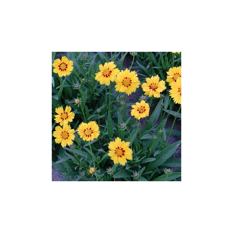 Plantes Vivaces COREOPSIS grandiflora 'Domino' - Coréopsis à grandes fleurs en vente - Pépinière Lepage .