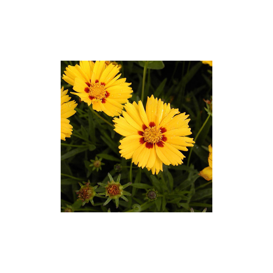 Plantes Vivaces COREOPSIS grandiflora 'Domino' - Coréopsis à grandes fleurs en vente - Pépinière Lepage .