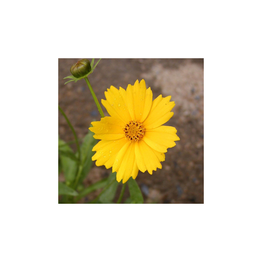 Plantes Vivaces COREOPSIS grandiflora 'Etoile d'Or' - Coréopsis à grandes fleurs en vente - Pépinière Lepage .