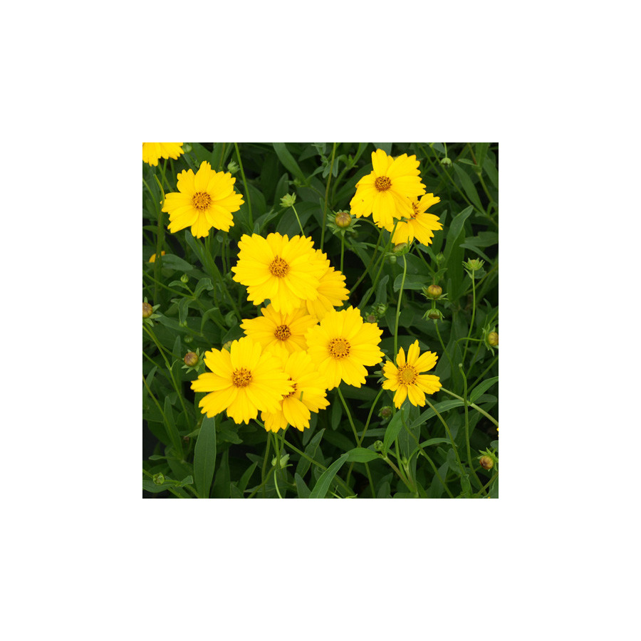 Plantes Vivaces COREOPSIS grandiflora 'Etoile d'Or' - Coréopsis à grandes fleurs en vente - Pépinière Lepage .