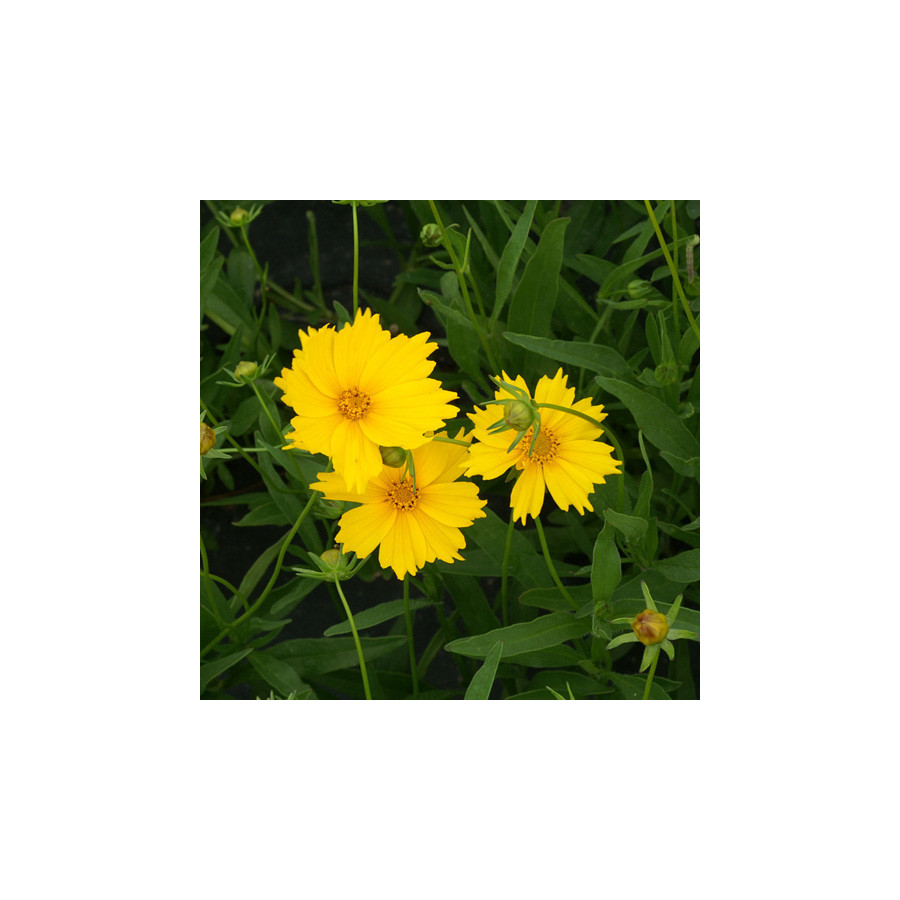 Plantes Vivaces COREOPSIS grandiflora 'Mayfield Giant' - Coréopsis à grandes fleurs en vente - Pépinière Lepage .