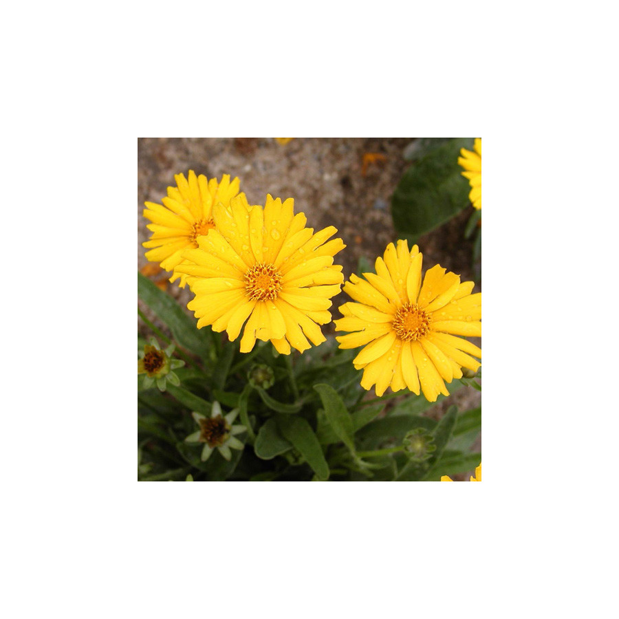 Plantes Vivaces COREOPSIS grandiflora 'Sonnenkind' - Coréopsis à grandes fleurs en vente - Pépinière Lepage .