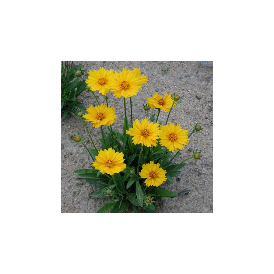 Plantes Vivaces COREOPSIS grandiflora 'Sonnenkind' - Coréopsis à grandes fleurs en vente - Pépinière Lepage .