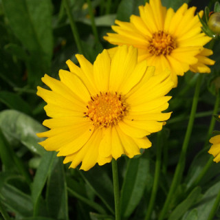 Plantes Vivaces COREOPSIS grandiflora 'Sonnenkind' - Coréopsis à grandes fleurs en vente - Pépinière Lepage .