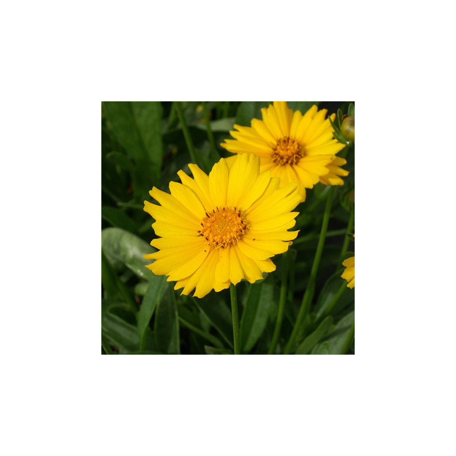 Plantes Vivaces COREOPSIS grandiflora 'Sonnenkind' - Coréopsis à grandes fleurs en vente - Pépinière Lepage .