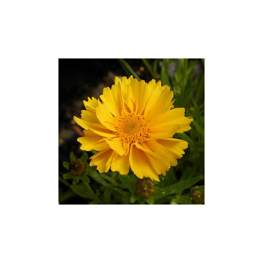 Plantes Vivaces COREOPSIS grandiflora 'Sunray' - Coréopsis à grandes fleurs en vente - Pépinière Lepage .