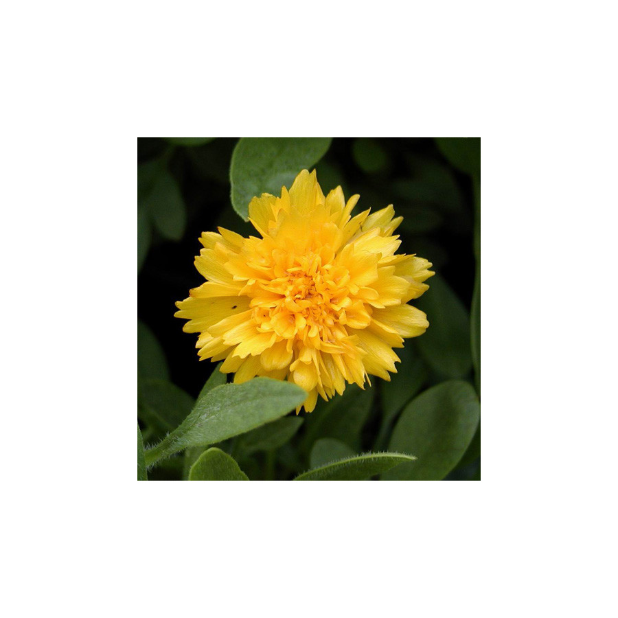 Plantes Vivaces COREOPSIS grandiflora 'Sunray' - Coréopsis à grandes fleurs en vente - Pépinière Lepage .