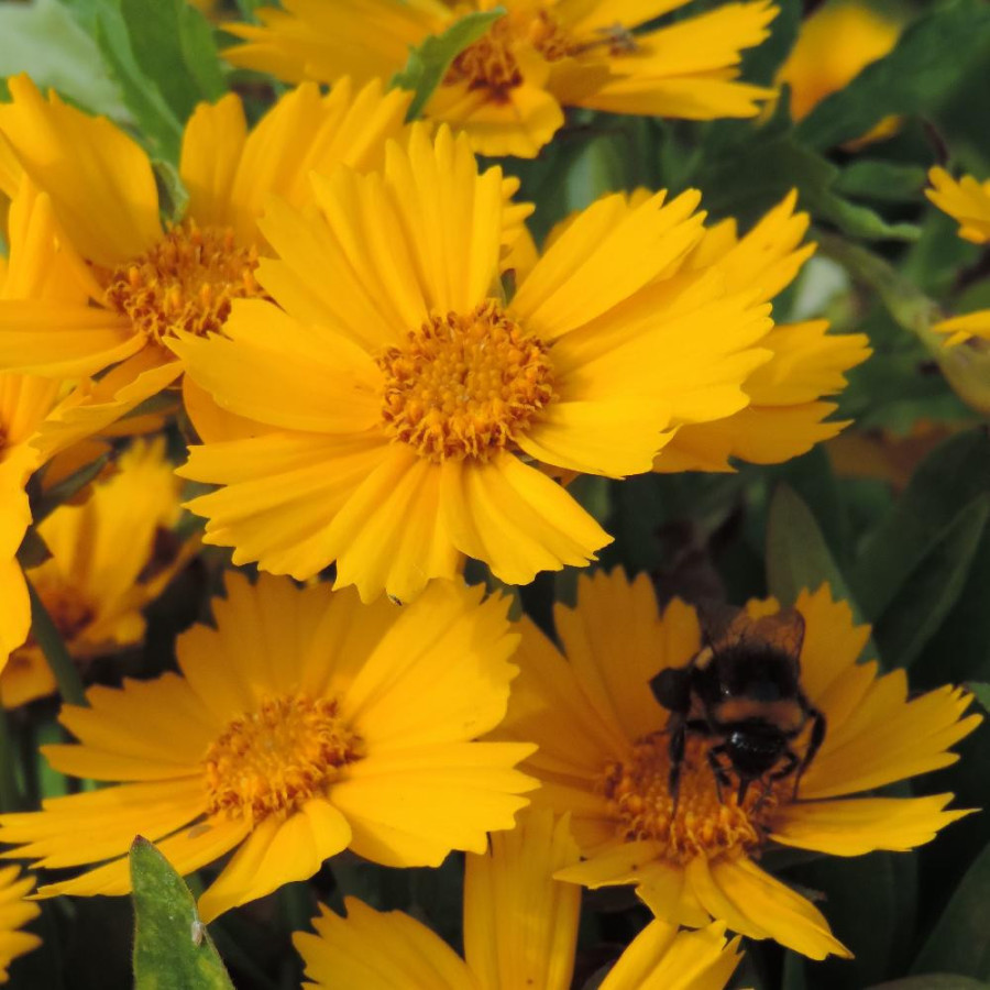 Plantes Vivaces COREOPSIS lanceolata 'Goldfink' - Coréopsis lancéolé en vente - Pépinière Lepage .