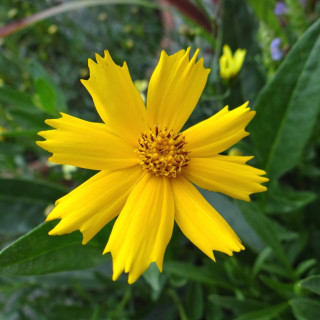 plantes-vivaces-coreopsis-lanceolata-launa-coreopsis-lanceole-en-vente-pepiniere-lepage-