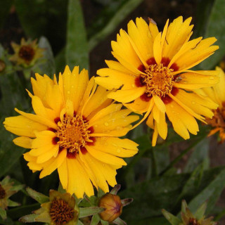 plantes-vivaces-coreopsis-lanceolata-rotkehlchen-coreopsis-lanceole-en-vente-pepiniere-lepage-