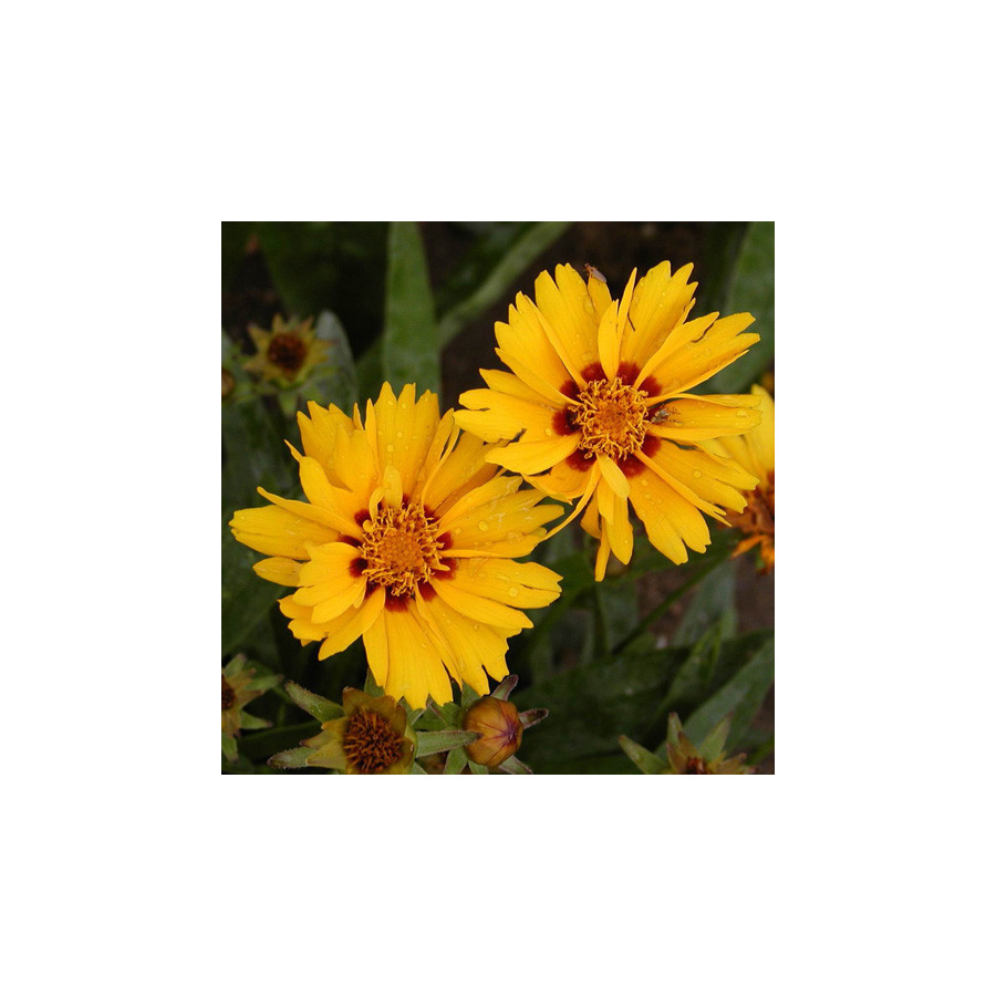 Plantes Vivaces COREOPSIS lanceolata 'Rotkehlchen' - Coréopsis lancéolé en vente - Pépinière Lepage .