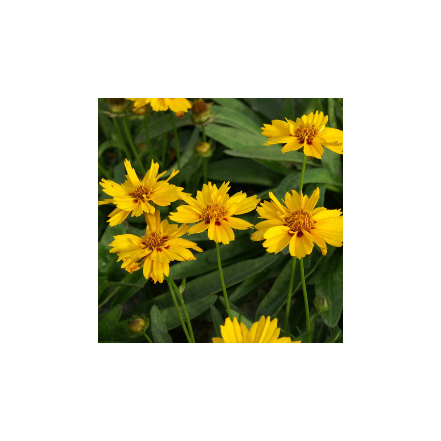 Plantes Vivaces COREOPSIS lanceolata 'Rotkehlchen' - Coréopsis lancéolé en vente - Pépinière Lepage .