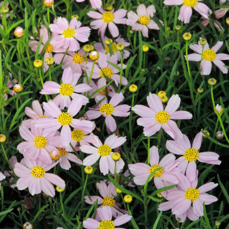 Plantes Vivaces COREOPSIS rosea 'American Dream' - Coréopsis rose en vente - Pépinière Lepage .