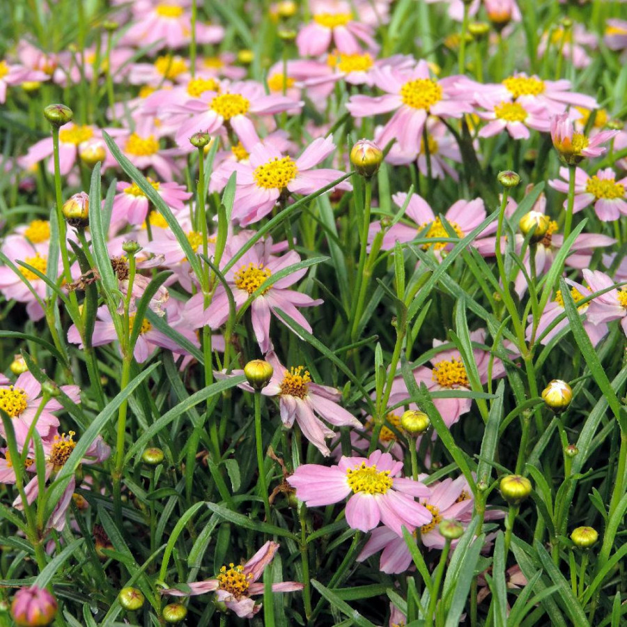Plantes Vivaces COREOPSIS rosea 'American Dream' - Coréopsis rose en vente - Pépinière Lepage .