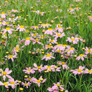 Plantes Vivaces COREOPSIS rosea 'American Dream' - Coréopsis rose en vente - Pépinière Lepage .