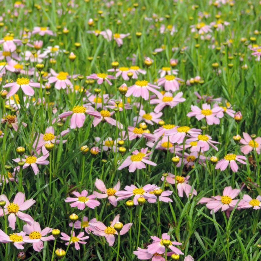 Plantes Vivaces COREOPSIS rosea 'American Dream' - Coréopsis rose en vente - Pépinière Lepage .
