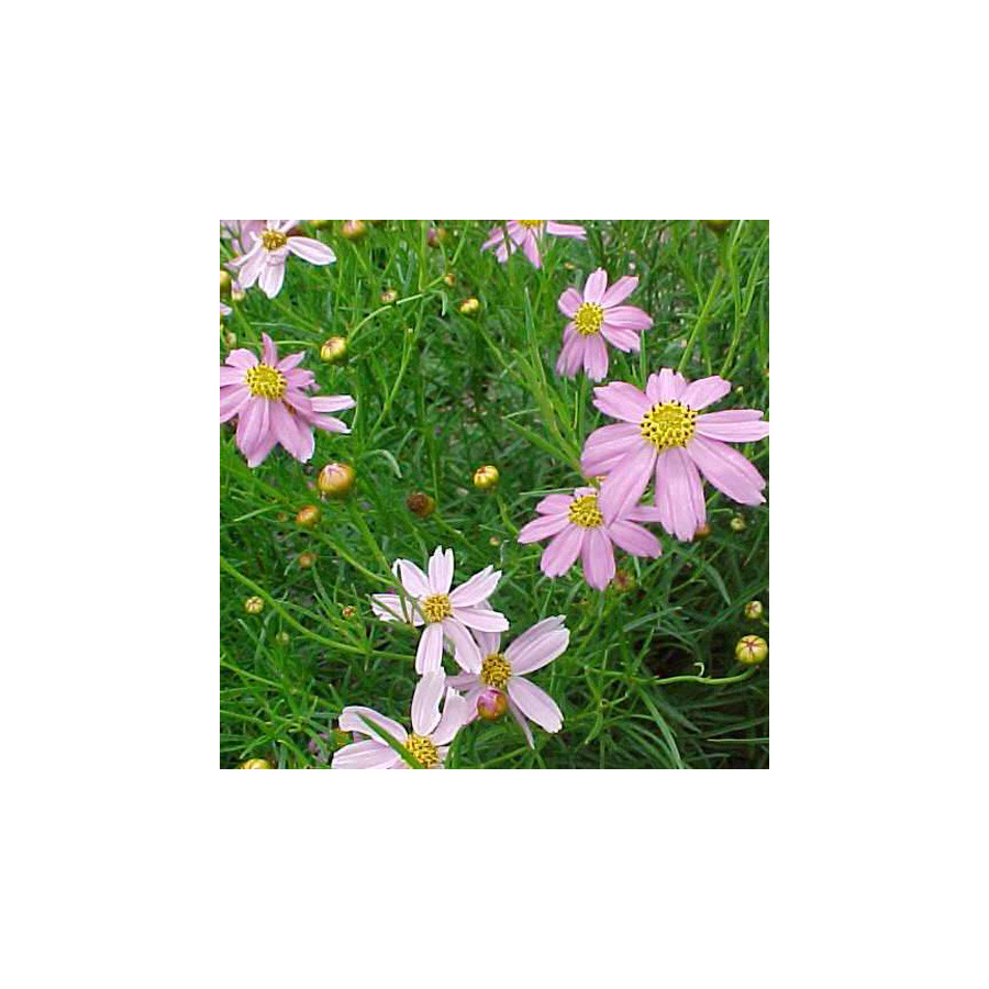 Plantes Vivaces COREOPSIS rosea 'Nana' - Coréopsis rose en vente - Pépinière Lepage .