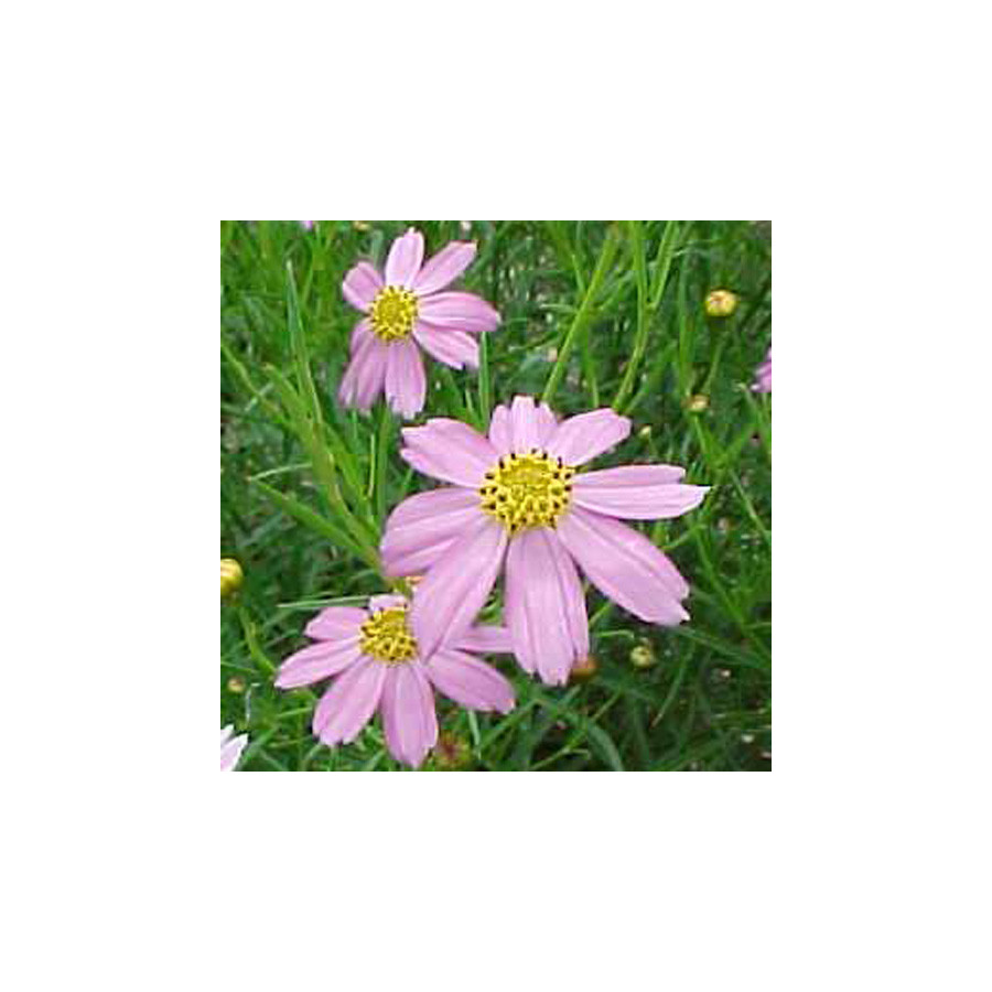 Plantes Vivaces COREOPSIS rosea 'Nana' - Coréopsis rose en vente - Pépinière Lepage .