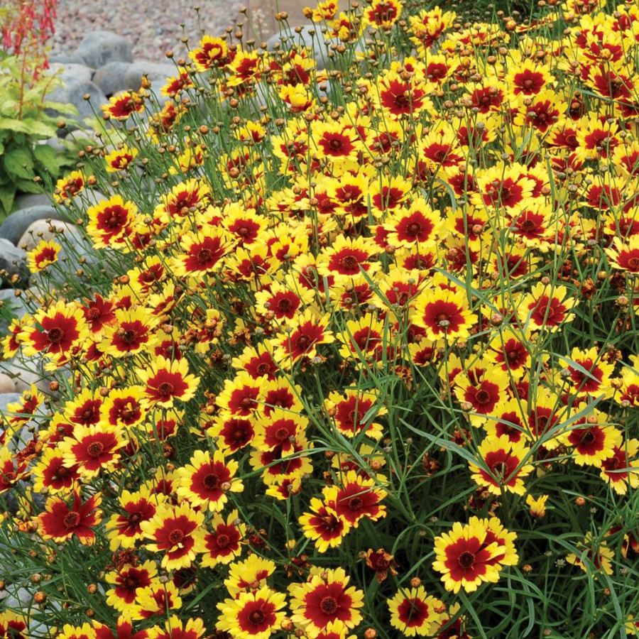 Plantes Vivaces COREOPSIS verticillata 'Bengal Tiger' ® - Coréopsis verticillé en vente - Pépinière Lepage .