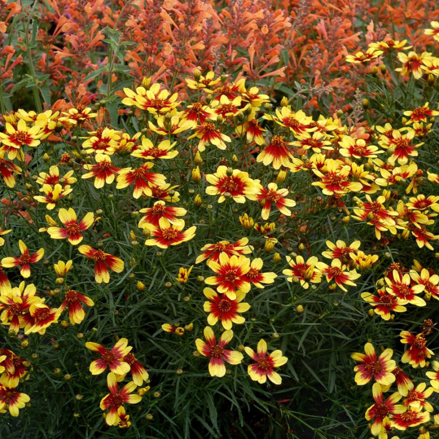 Plantes Vivaces COREOPSIS verticillata 'Bengal Tiger' ® - Coréopsis verticillé en vente - Pépinière Lepage .