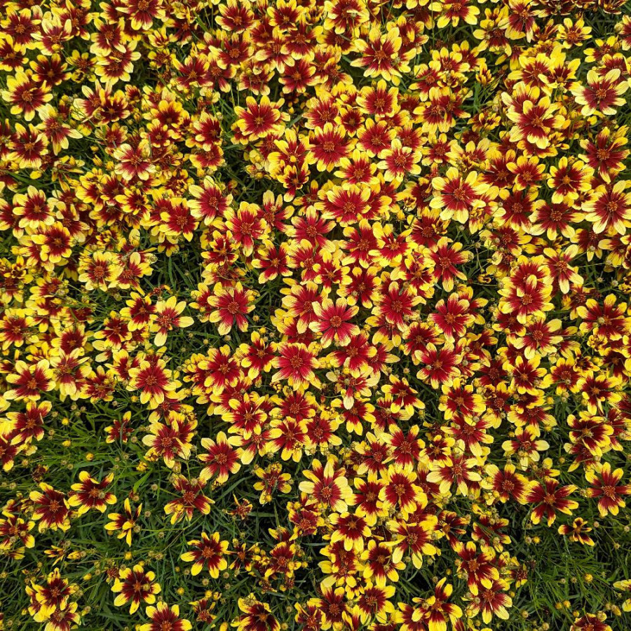 Plantes Vivaces COREOPSIS verticillata 'Bengal Tiger' ® - Coréopsis verticillé en vente - Pépinière Lepage .