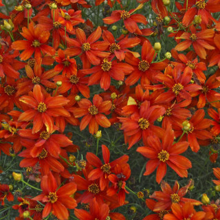 plantes-vivaces-coreopsis-verticillata-crazy-cayenne-coreopsis-verticille-en-vente-pepiniere-lepage-