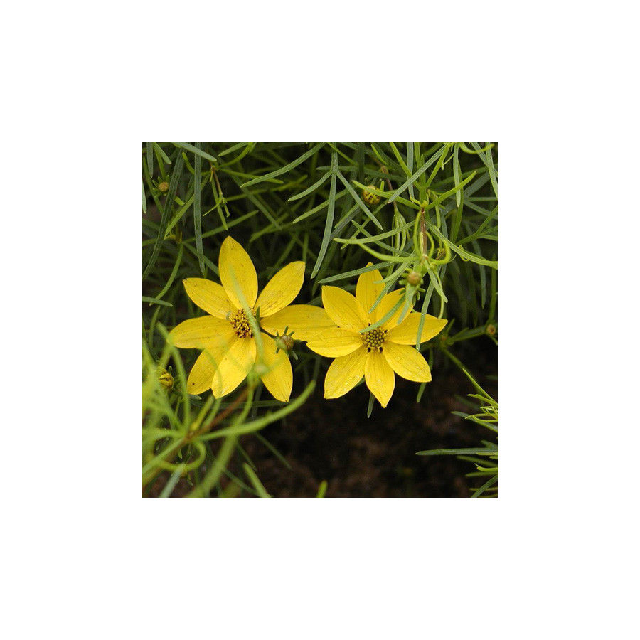 Plantes Vivaces COREOPSIS verticillata 'Grandiflora' - Coréopsis verticillé en vente - Pépinière Lepage .