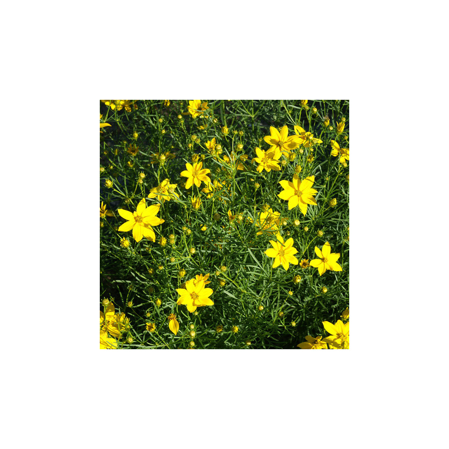 Plantes Vivaces COREOPSIS verticillata 'Grandiflora' - Coréopsis verticillé en vente - Pépinière Lepage .