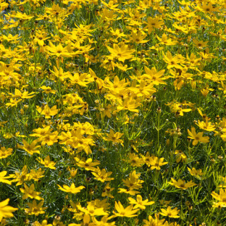 Plantes Vivaces COREOPSIS verticillata 'Grandiflora' - Coréopsis verticillé en vente - Pépinière Lepage .