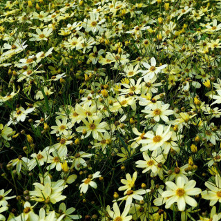 plantes-vivaces-coreopsis-verticillata-moonbeam-coreopsis-verticille-en-vente-pepiniere-lepage-