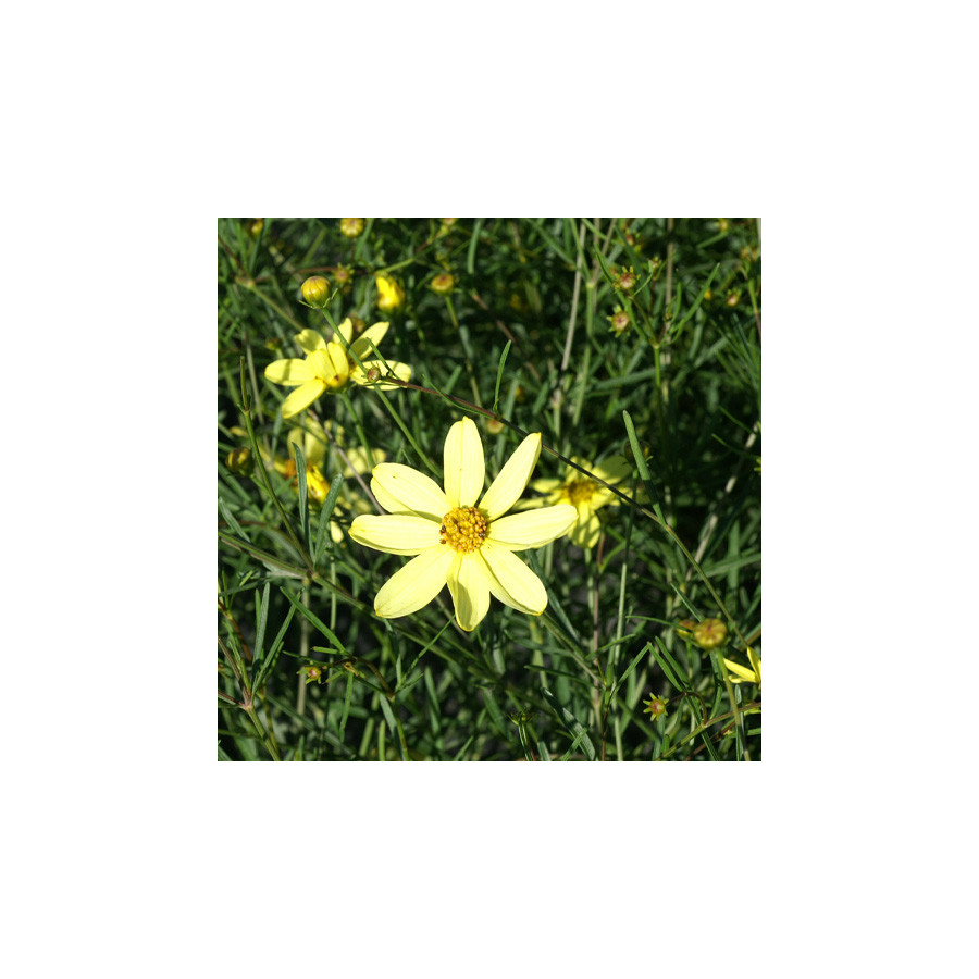 Plantes Vivaces COREOPSIS verticillata 'Moonbeam' - Coréopsis verticillé en vente - Pépinière Lepage .